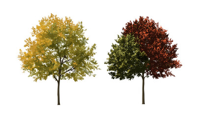 Fototapeta premium Street trees Ostrya virginiana in summer and Acer buergerianum in autumn, isolated png, vector illustration, landscape design, deciduous species, green city concept.
