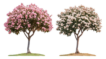 Obraz premium Set of Tabebuia roseoalba tree, White Trumpet Tree, Alapacho blanco, frontal isolated, perfectly cutout, vector illustration, tropical foliage, exotic greenery, urban landscaping.