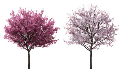 Obraz premium Tamarix gallica tree, Cercis siliquastrum set, street trees, blossoming flora, isolated tree cutout, urban vegetation, landscape elements, springtime foliage, vector illustration.