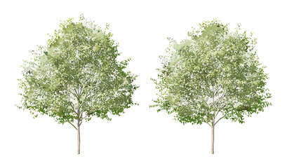 Obraz premium Vector illustration of common lime trees, Tilia x europaea frontal street trees in daylight, isolated cutout, landscape architecture, urban greenery, outdoor environment, park trees.