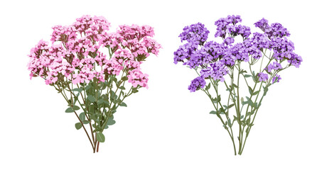 Obraz premium Isolated flowering Verbena bonariensis and Verbena rigida cutout, perennial garden plants, summer flowers, ornamental flowering herbs, natural decor, vector illustration.