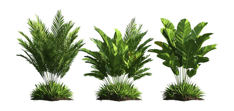 Set of Zamia furfuracea cardboard palm, Mexican cycad, Jamaican sago, frontal isolated cutout tree, vector illustration, tropical plant, ornamental foliage, exotic greenery.