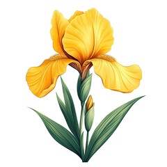 Obraz premium Elegant yellow iris flower illustration with detailed petals and green leaves
