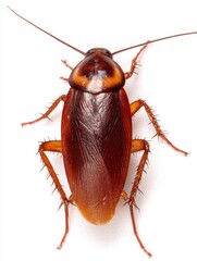 American cockroach close up studio shot showing detailed anatomy on white background pest insect