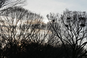 冬の夕空と木のシルエット