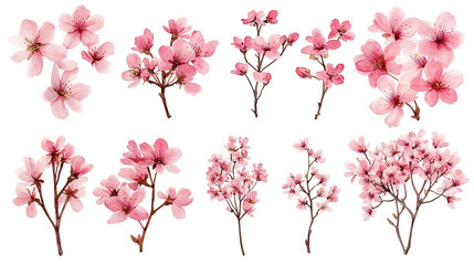 Fototapeta premium Exquisite Watercolor Cherry Blossom Collection on Pure White Background