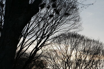 冬の夕空と木のシルエット