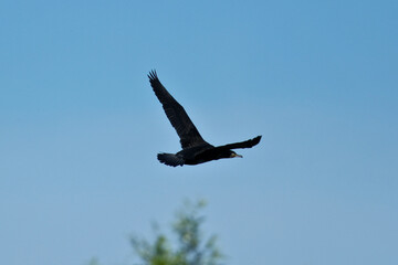 Silhouette of a Large Black Cormorant Bird Gracefully Flying Against a Clear Blue Sky with Soft Focus Greenery Below