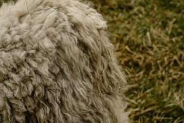 Close-up View of a Fluffy Sheep Coat Showcasing Natural Texture and Warmth on a Pastoral Farm Background with Grass and Hay