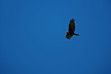 black kite flying in sky, bird in natural conditions
