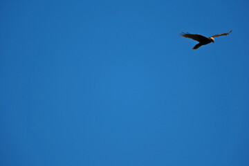 Obraz premium black kite flying in sky, bird in natural conditions