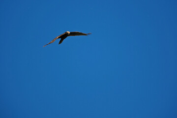 black kite flying in sky, bird in natural conditions