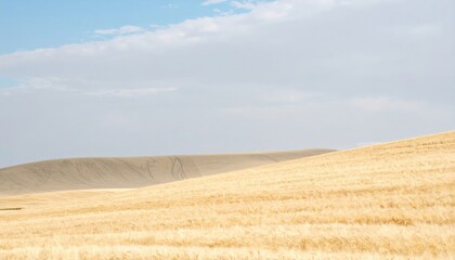 Golden wheat fields under blue skies agricultural landscape rural environment aerial view for nature photography