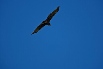 black kite flying in sky, bird in natural conditions