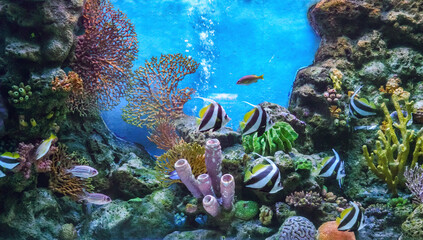 Colorful fishes and corals in the aquarium. Underwater reef scene with fishes. A vibrant reef aquarium scene with colorful corals and fish.