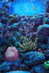Colorful fishes and corals in the aquarium. Underwater reef scene with fishes. A vibrant reef aquarium scene with colorful corals and fish.