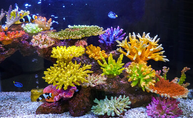 Colorful fishes and corals in the aquarium. Underwater reef scene with fishes. A vibrant reef aquarium scene with colorful corals and fish.