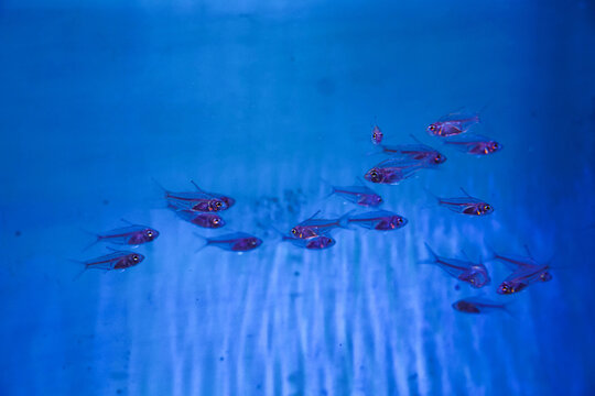 Glass fish (Parambassis siamensis) in pet trade. Aquarium fish. Glassfish, chanda ranga color, Ambassis nalua, Small fish, Port Jackson Glassfish, (Ambassis jacksoniensis),