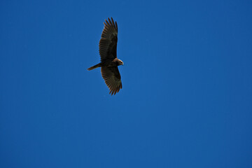 black kite flying in sky, bird in natural conditions