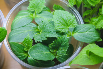Seedlings of young shoots of cucumbers in a coma of soil on white isolated background