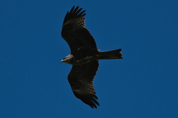 Obraz premium black kite flying in sky, bird in natural conditions