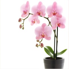 orchid isolated on white background