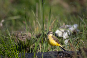 A male of   (Motacilla flava) Yellow Wagtail and old tyre