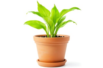 Fototapeta premium plant in a pot