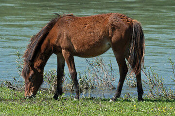 horse on the river bank on a sunny day