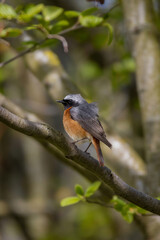 Common redstart (Phoenicurus phoenicurus) sits on an  tree branch