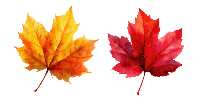 Two Vibrant Maple Leaves in Yellow and Red Tones. Fall Season, Thanksgiving, Forest Day, Autumn Equinox, Canadian Thanksgiving, Maple Leaf Day, International Day of Forests, World Nature Day, National