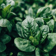 Obraz premium Fresh spinach leaves growing in garden close up view healthy eating concept organic food production vibrant green color
