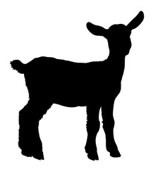 Silhouette of a Baby Goat Standing on All Fours. Farm Life, Nature, Livestock, Springtime, Rural Simplicity for Agriculture, Animal Education