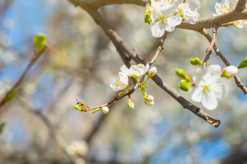 Close-up of tree branches with blooming white flowers. Bright sun and blue sky.
