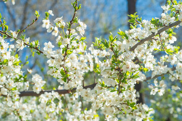 Tree branches with blooming white flowers. Bright sun and blue sky.