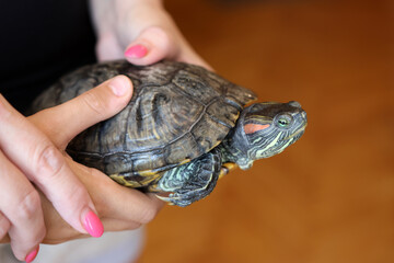 People care for and play with a pet red-eared turtle.