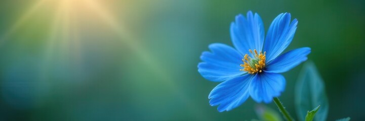 Obraz premium Single blue flower, vibrant petals, soft focus background, photography, summer