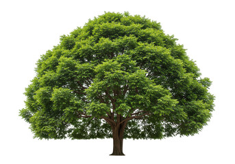 Green tree foliage plant isolated on transparent background