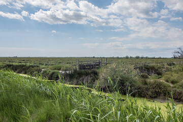 Landscape, Camargue, France