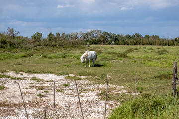 Horse, Camargue, France