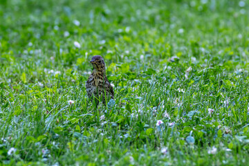 Song thrush standing in green meadow