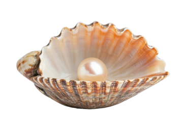 Open clam shell showcasing a beautiful pearl inside