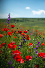 field of red poppies