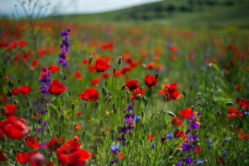 field of poppies
