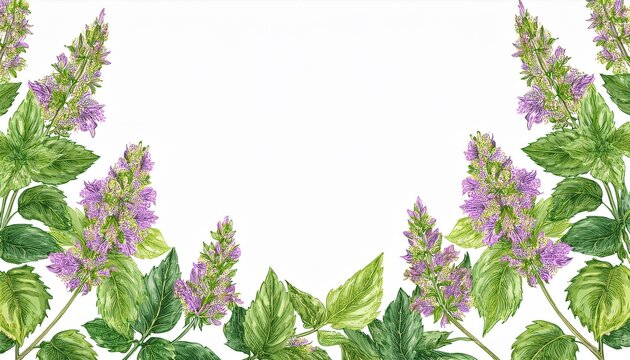 plant patchouli branch with flowers and leaves frame conposition hand drawn watercolor illustration isolated on white background