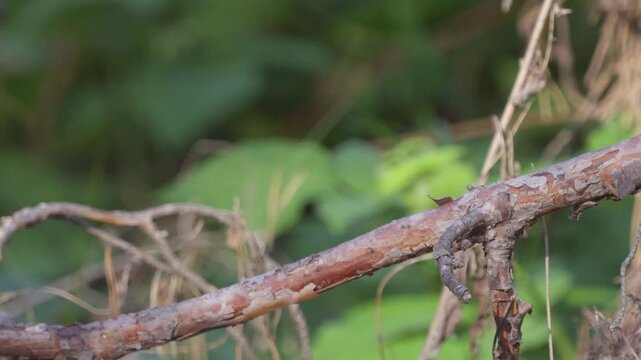 A close-up of an Ortolan Bunting (Emberiza hortulana). The bird is sitting on a tree branch and flying away.  Slow motion.