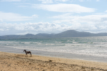 Einsames Pferd am weiten Banna Strand