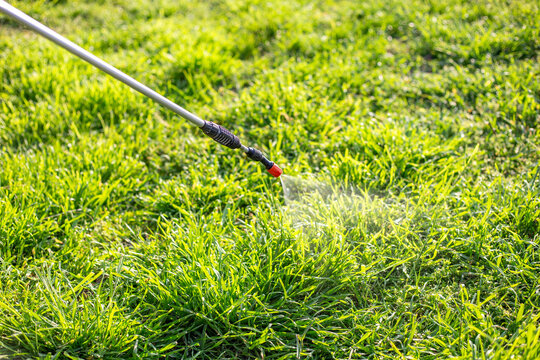 Spraying the grass in the garden with a garden sprayer against ants. Garden pest control