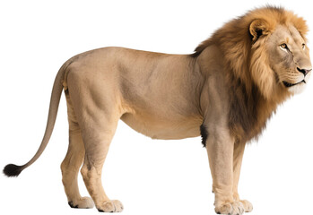 With regal posture and golden mane, this lion faces sideways showing nobility and calm power. A symbol of strength captured under the soft light of the wild.