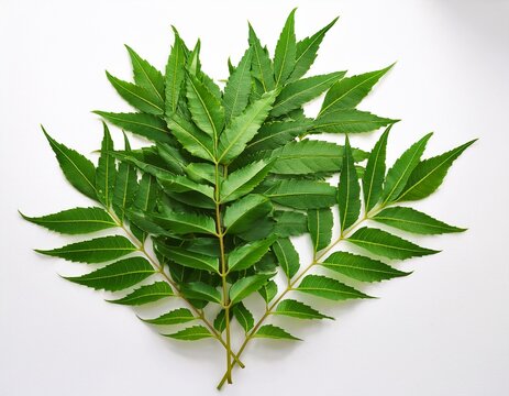 fresh neem leaves on a white or white background